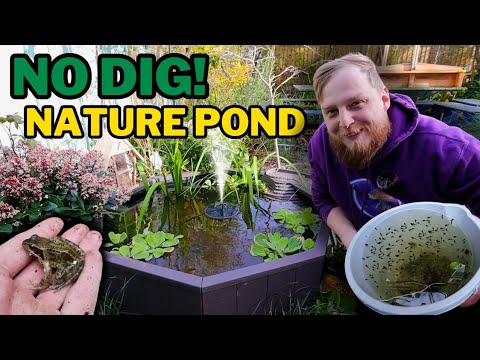 Creating a Wildlife Sanctuary: Building a DIY No-Dig Pond to Boost Garden Biodiversity