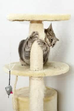 Cat on a cat tree