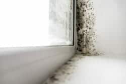 Mold by window