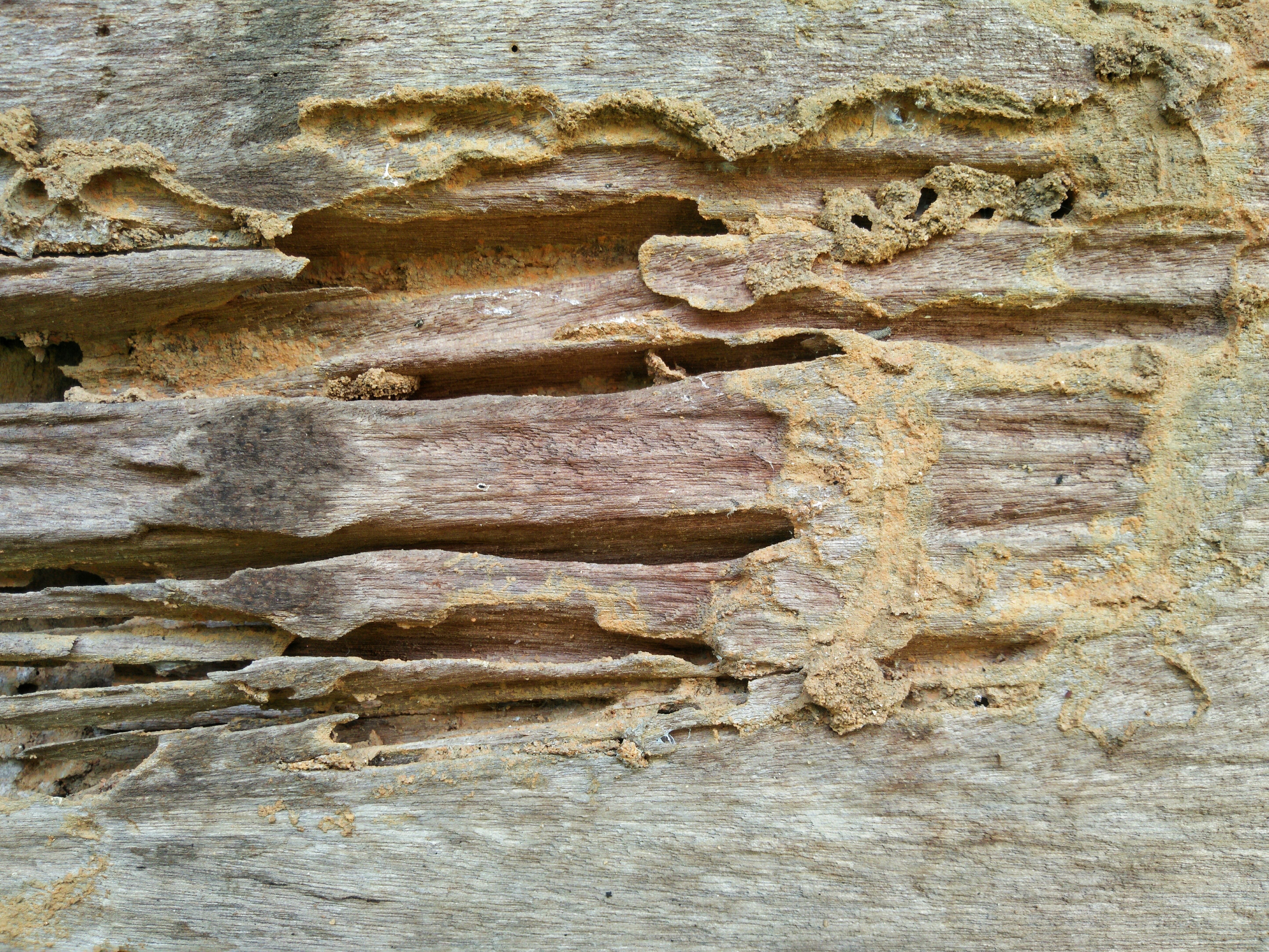 Termite wood damage