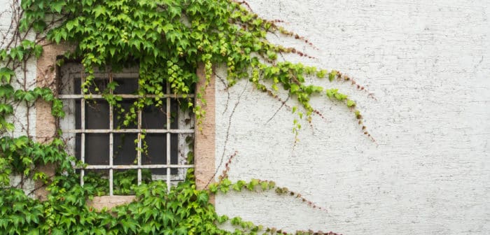 Ivy on wall by window