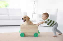 Child pushing cart with dog in it