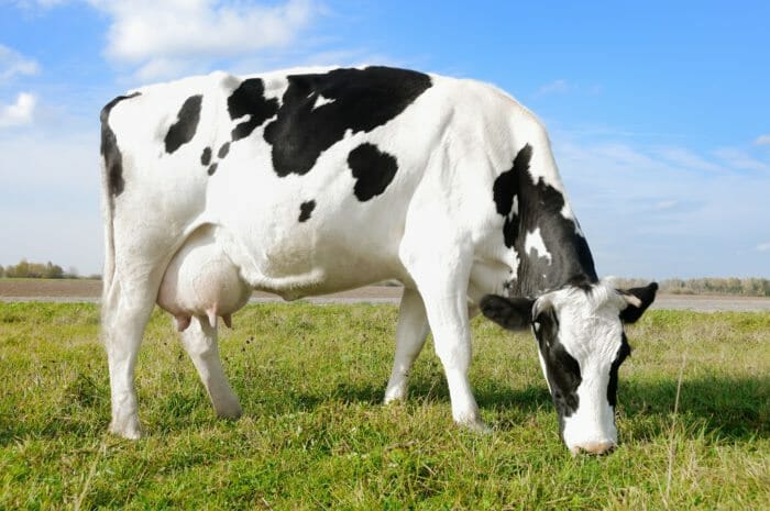 Cow