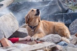 Earthquake search dog