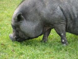 Pig named George