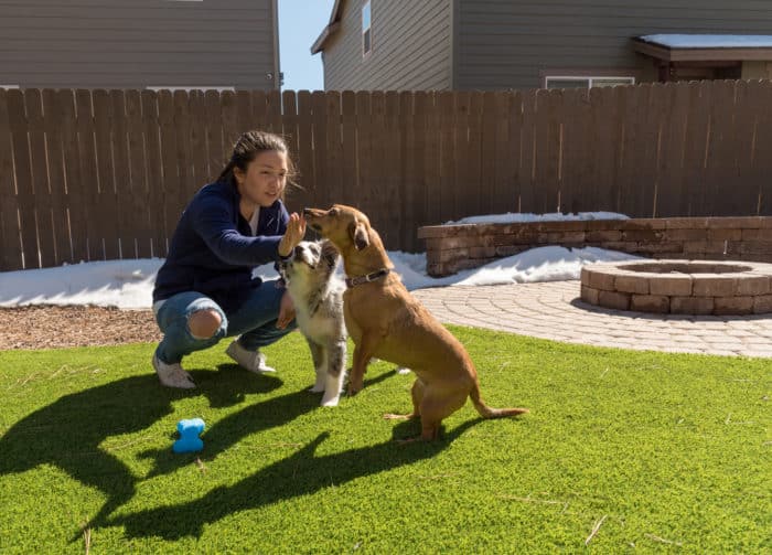 A woman training two dogs on fake grass