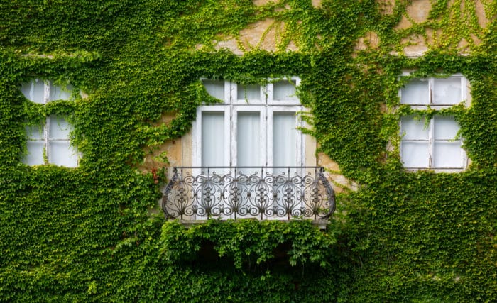 Ivy on wall of home