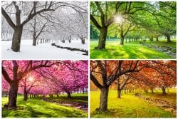 4 Seasons