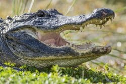 Alligator