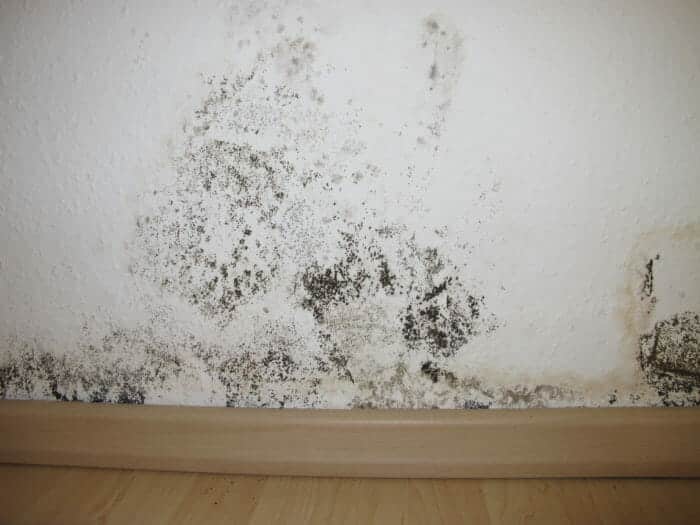 Mold on a home wall