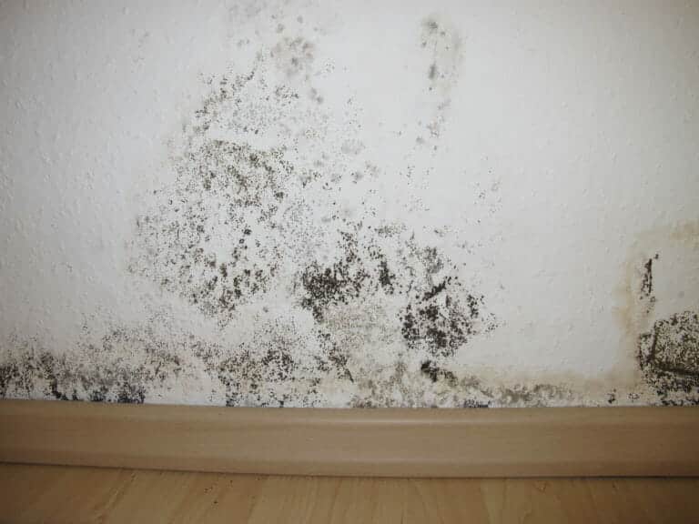 mold discoloration musty