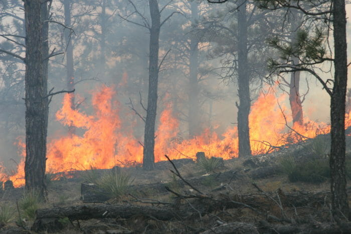 Fire, Wildfire areas