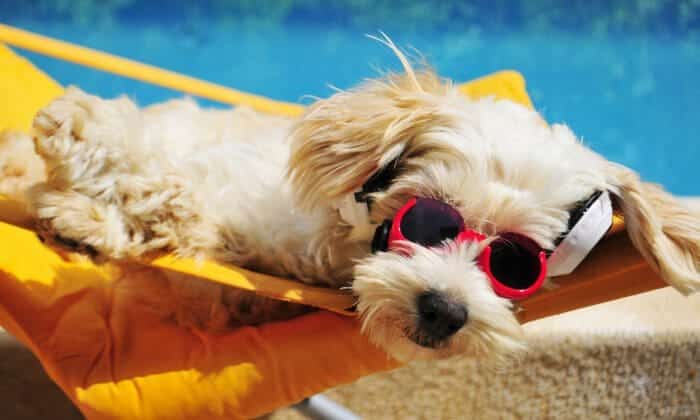 Pet with sunglasses