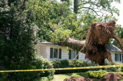 Tree on house