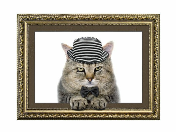 Cat in picture frame