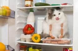 Cat in refrigerator