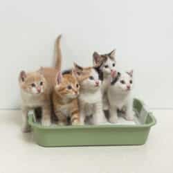 Cats in litter box