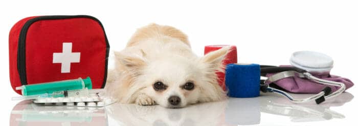 Dog with first aid kit