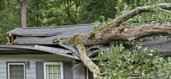 Tree on roof