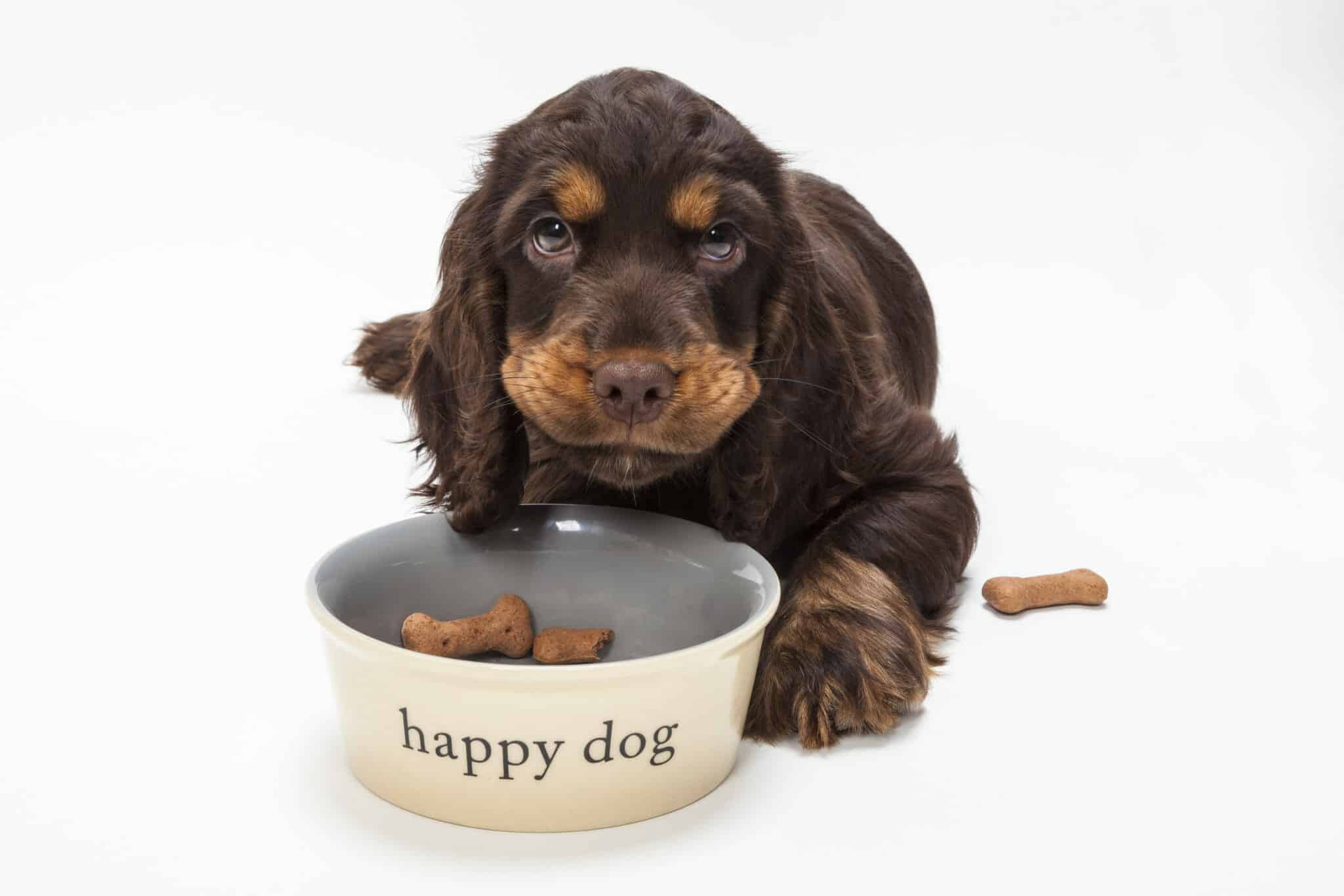 Dog at bowl