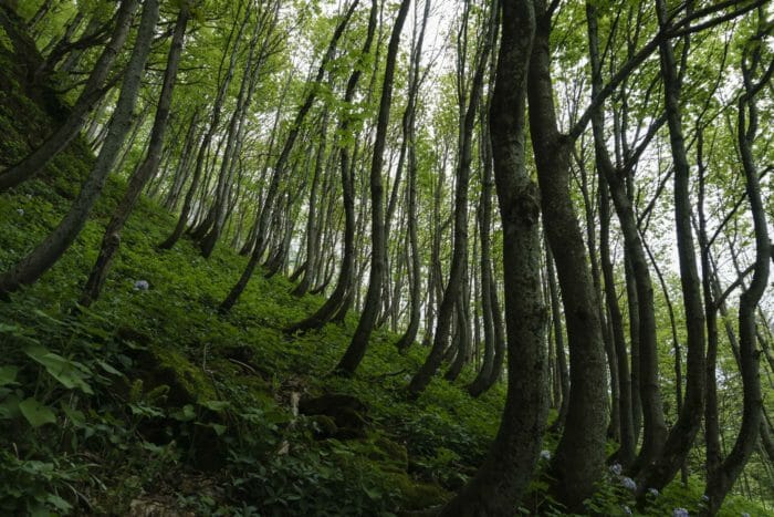 Slope creep evidenced by leaning trees dog leg shape