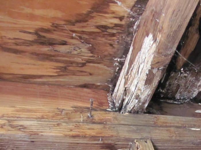 Mold on wood