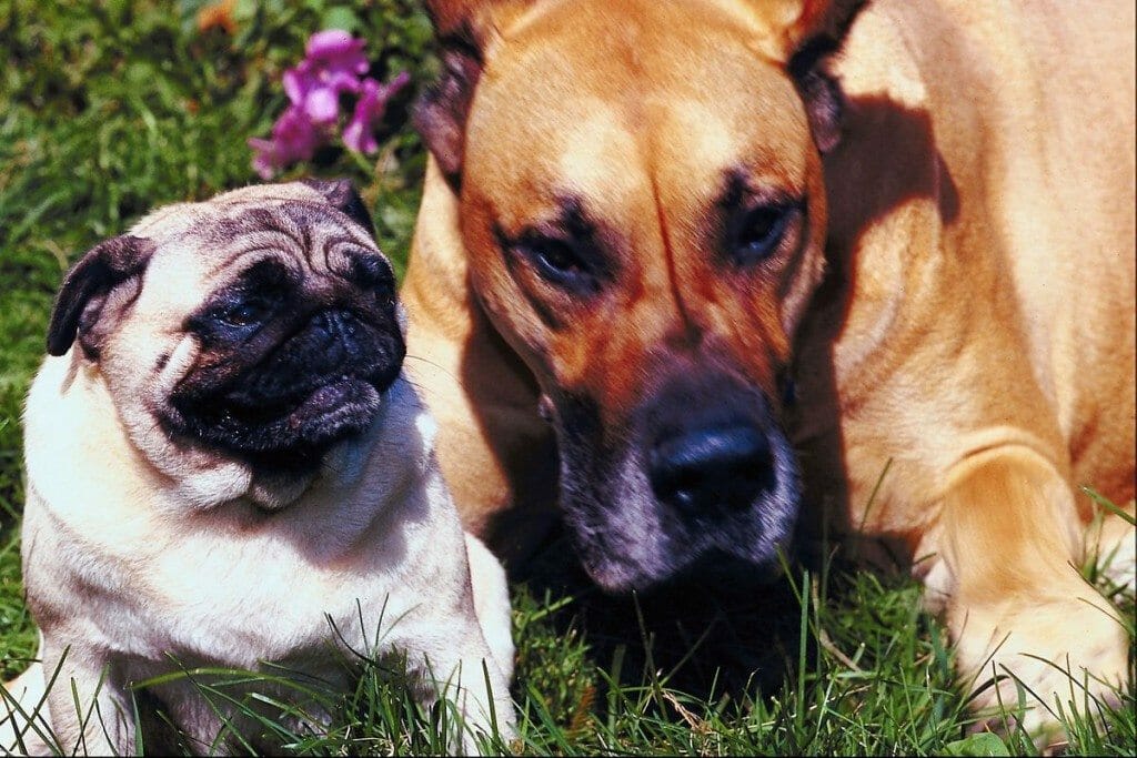Dogs