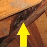 Is Lumberyard Mold In A Home Serious?