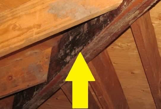 Is Lumberyard Mold In A Home Serious? - Buyers Ask