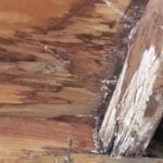 Mold Causing Structural Damage Referred To As “Building Cancer”