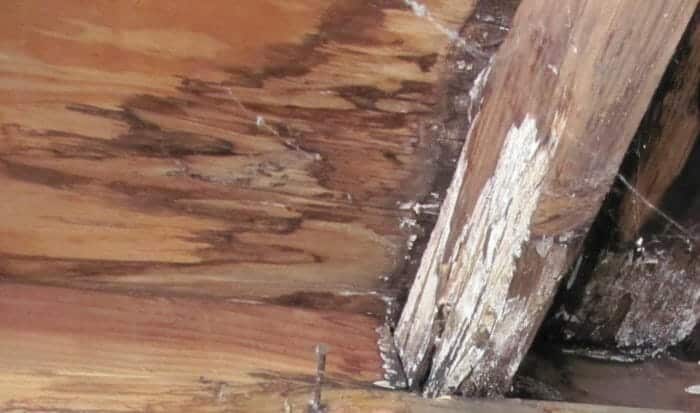 Mold Causing Structural Damage Referred To As Building Cancer