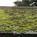 Moss on Roofs