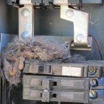Rodent or nest in electrical panels