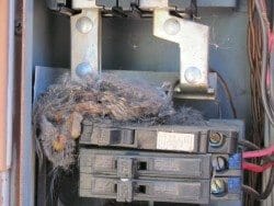 Rodent infestation in electrical panel