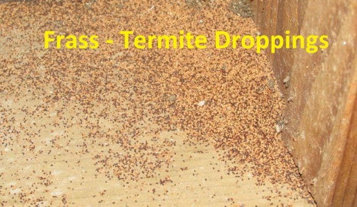 Frass - termite droppings