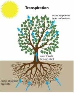 Tree transpiration and foundations