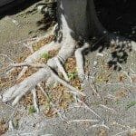 Tree Roots Can Damage Sewer Lines, Crack Foundations and Concrete Slabs – What To Do