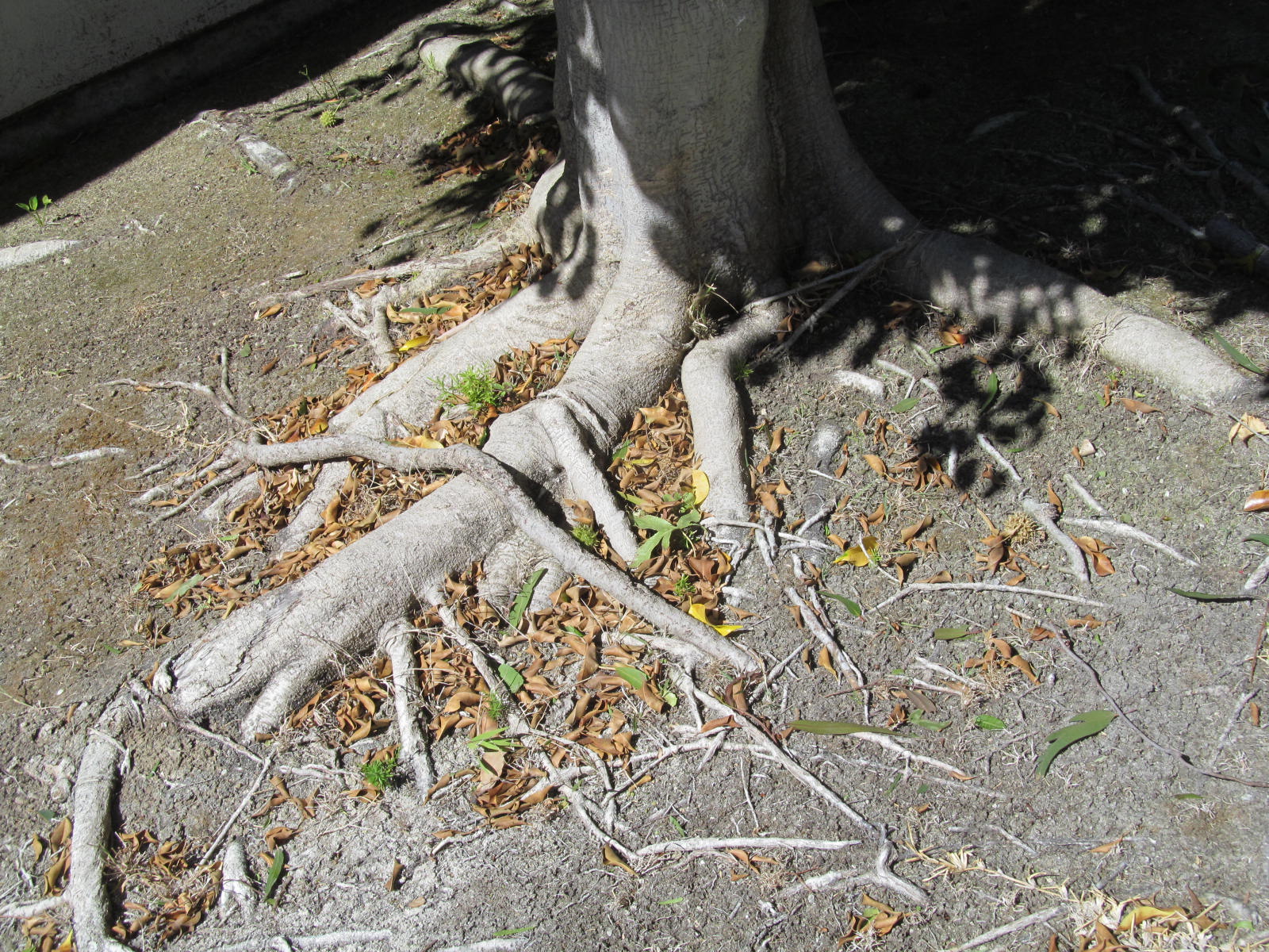 Tree Root Damage and Causes - Buyers Ask