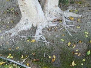 Tree roots