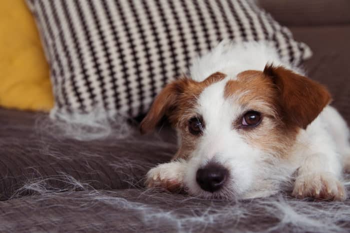 FURRY JACK RUSSELL DOG, SHEDDING HAIR DURING RELAXING ON SOFA FURNITURE.