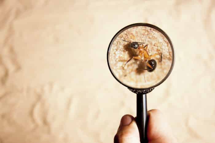 professional pest inspections for real estate