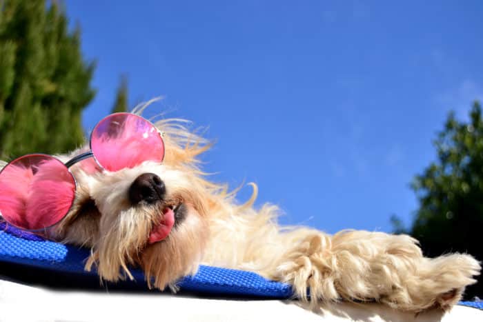 Dog with pink sunglasses laying on a dog bed