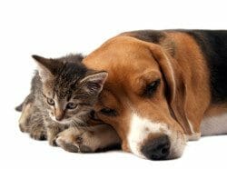 Pets dog and cat