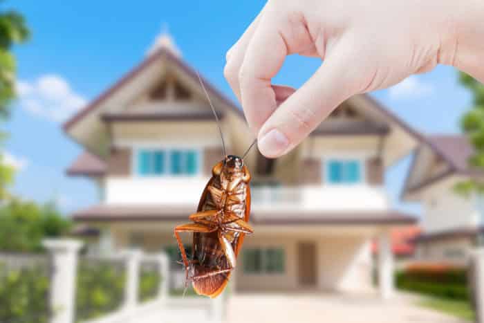 The Importance Of Pest Inspections When