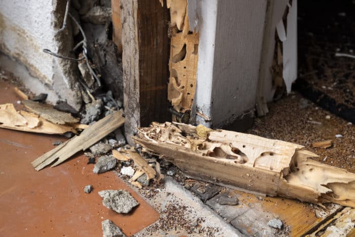 termite damage in door frame