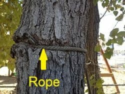 A rope embedded in a tree showing why roots will not crack a concrete foundation